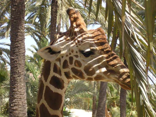 Giraffe Photo